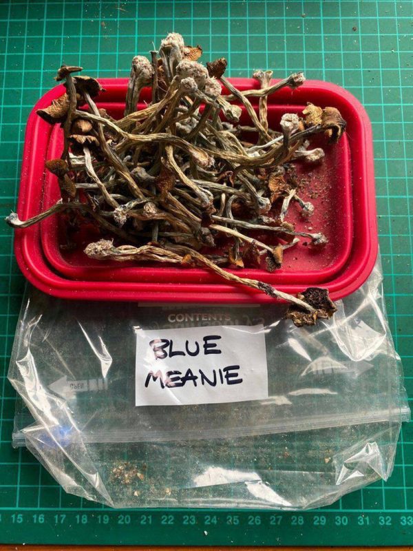 Aussie420 Drugstore | Buy Blue Meanie Mushroom Australia